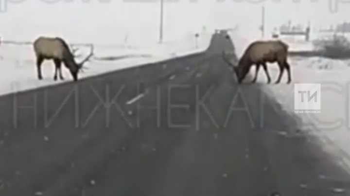 На видео сняли оленей, которые вышли на дорогу и мешали движению авто в Татарстане