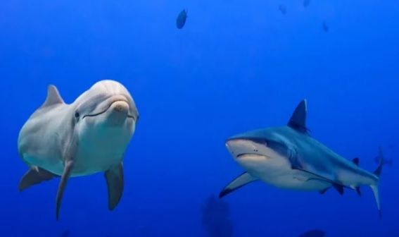 Почему акулы боятся дельфинов