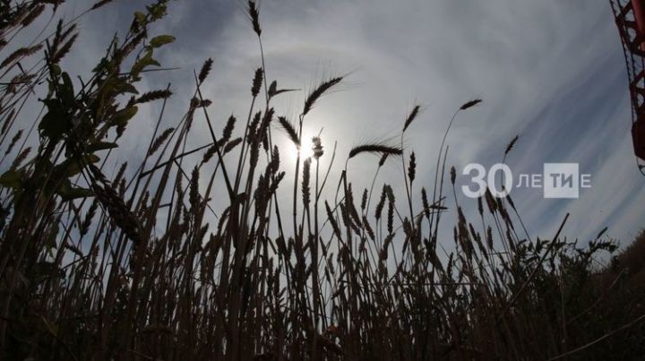 В Татарстана начнут размножать новый сорт пшеницы с фиолетовыми зернами