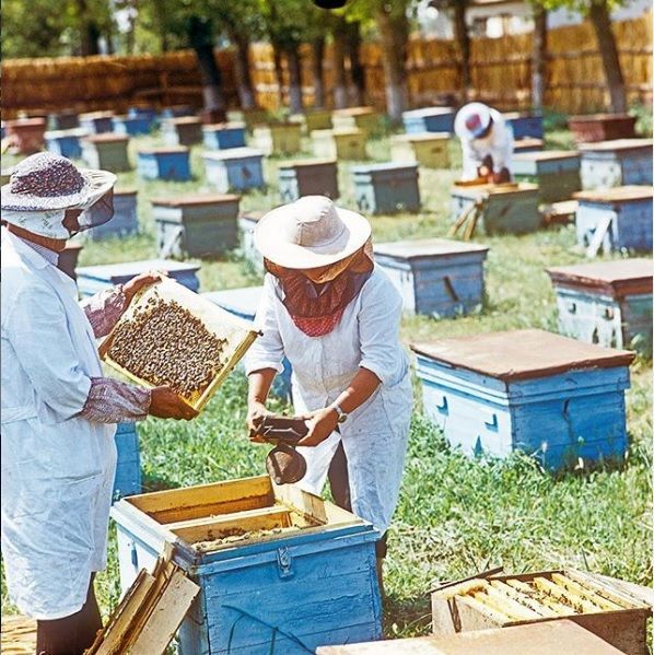 Совещание пчеловодов Высокогорского района отменен в связи с профилактикой коронавируса