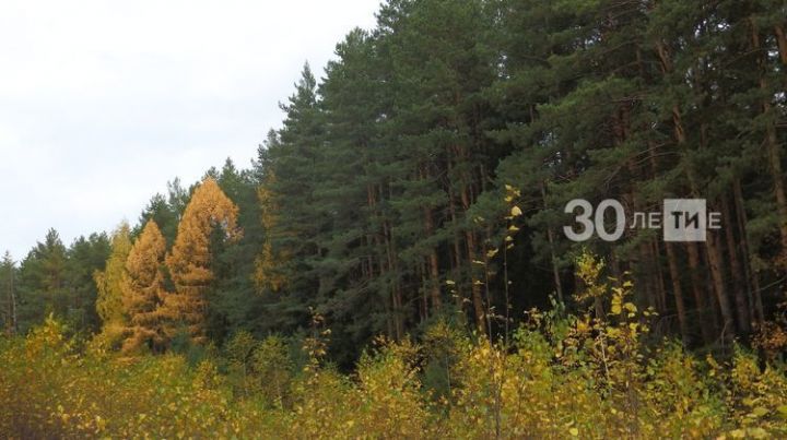 Более 2,5 тыс. гектаров лесов восстановили в прошлом году в РТ по нацпроекту «Экология»