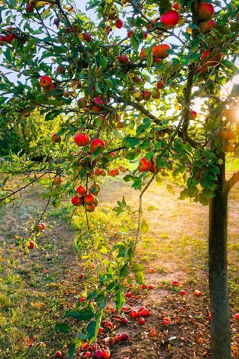 Минсельхозпрод назвал сорта яблони и вишни, которые приживутся на дачных участках РТ