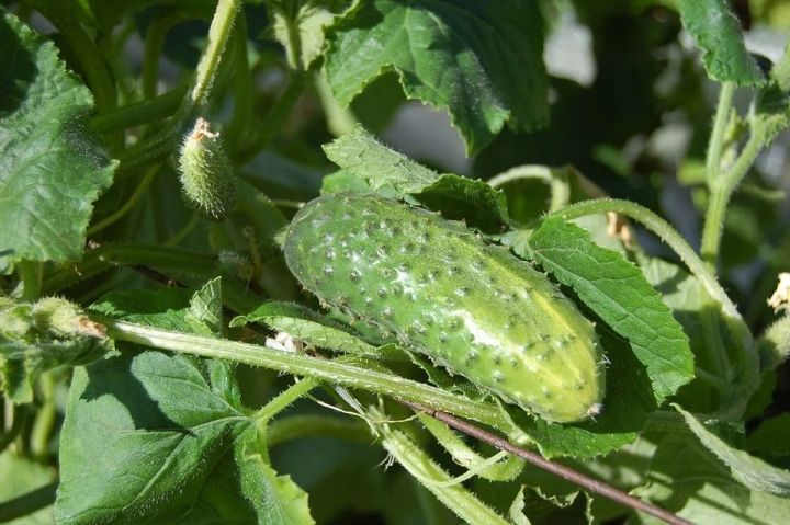Копеечный самодельный раствор поможет защитить огурцы от вредителей