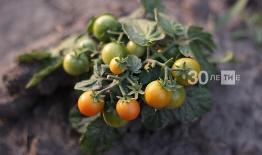 Итак, рассада томатов пересажена и даже набрала в росте. Что делать теперь?