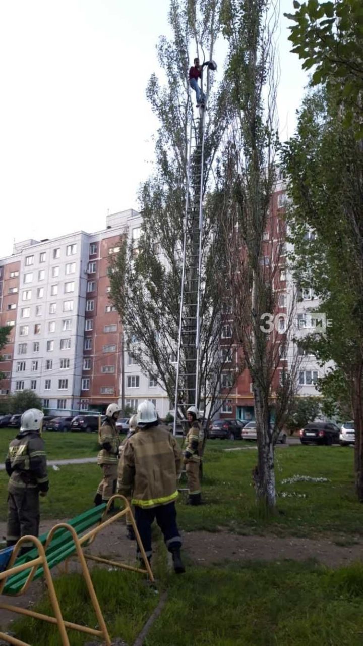 Спасатели  десять часов уговаривали казанца слезть с дерева высотой с 9-этажку