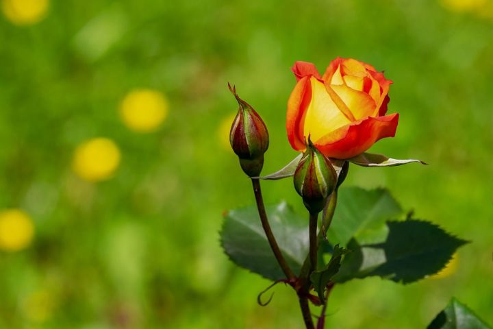 Чем подкормить розы в июне, чтобы активизировать цветение