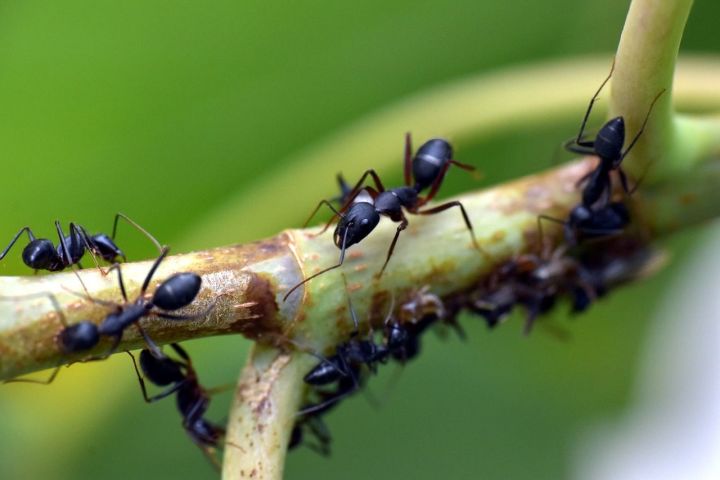 Как легко избавиться от муравьев в огороде