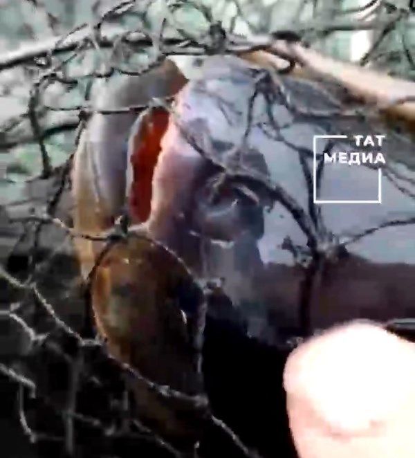 Рыбаку недалеко от Казани попалась рыба, схожая с пираньей
