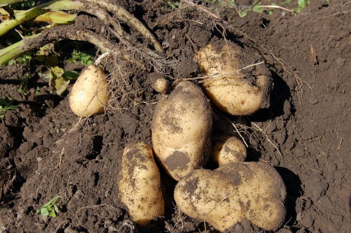 Урожай: как вместо одного мешка картошки получить два