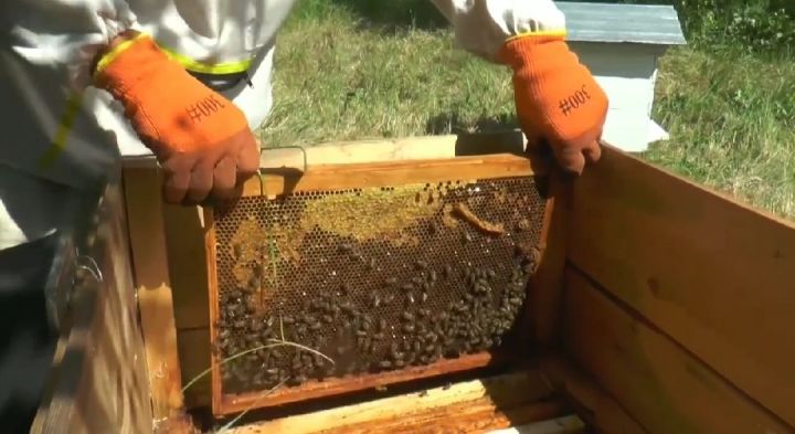 Пчеловодство в Высокогорском районе – перспективное вложение средств