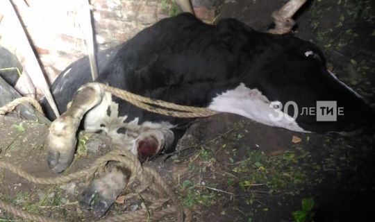 Упавшую в погреб корову в Татарстане пришлось доставать манипулятором