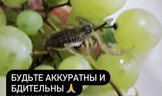 Жительницу Казани укусил скорпион, прятавшийся в купленном винограде