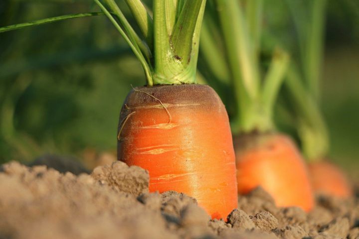 Важная подкормка моркови в августе
