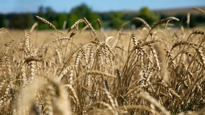 В Татарстане собран четвертый миллион тонн зерна нового урожая