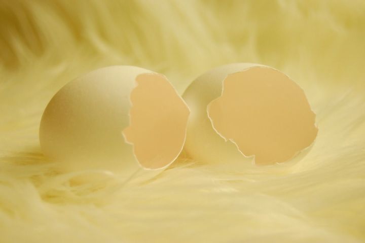 Как правильно питаться яичной скорлупой