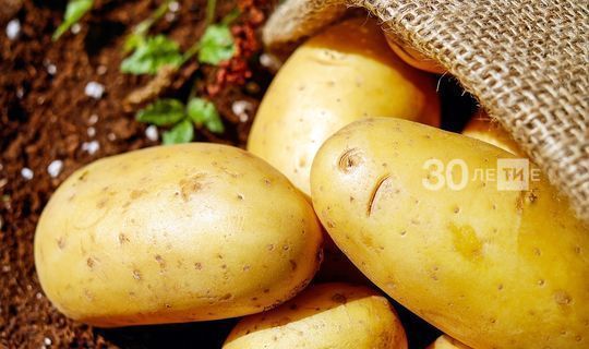 Ученый: Как хранить урожай картофеля