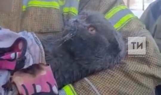 Спасенного из пожара кота в Татарстане хозяева оставили у ветеринаров
