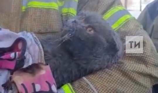 Пожарные в РТ спасли кота, которого хозяева квартиры считают виновником пожара