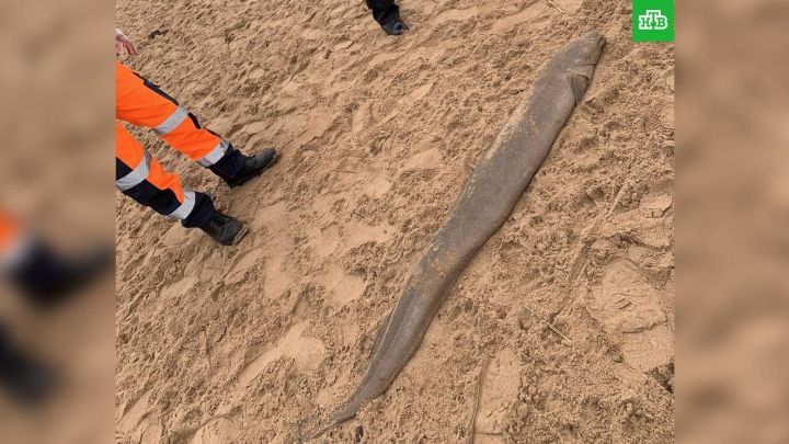 В Британии на пляже нашли морского «монстра»