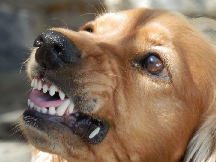В казанском микрорайоне Азино бродячая собака разодрала лицо школьнику