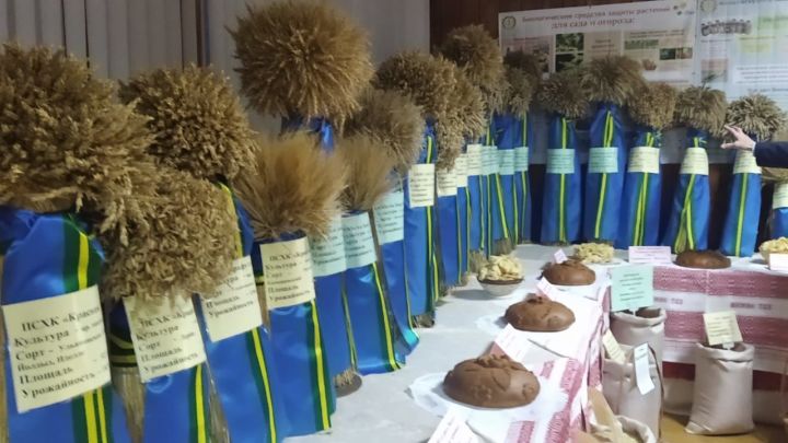 В селе Шапши Высокогорского района работники сельского хозяйства отметили свой профессиональный праздник