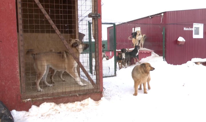 Собачий приют в Высокогорском районе: "Сначала их было около 30, а сейчас 200"