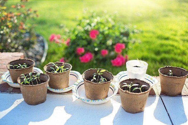 Советы огородника: как глубоко сажать семена