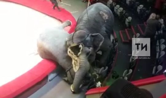В казанском цирке во время представления один слон сшиб с ног второго