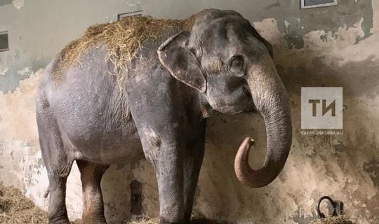 «Ад для слонов продолжится»: зоозащитники против шоу со слонами в цирке Казани