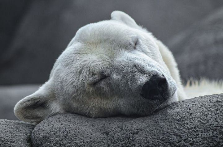 «Прости нас, Умка»: белый медведь умер в зоопарке Екатеринбурга по вине посетителя