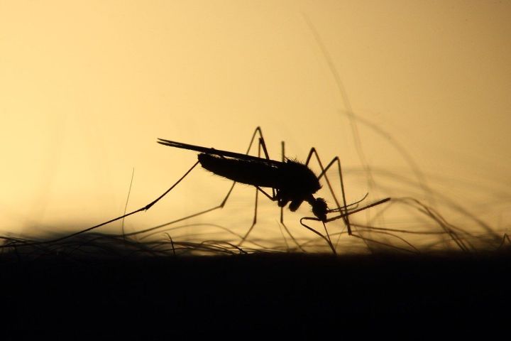 Яд из фумигатора: правила использования популярных средств от комаров