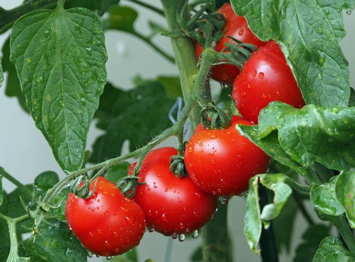 Как правильно поливать томаты, чтобы получить рекордный урожай