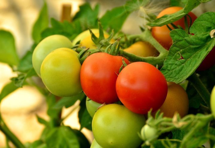 Есть у каждого дома: что нужно вносить в лунку при посадке томатов