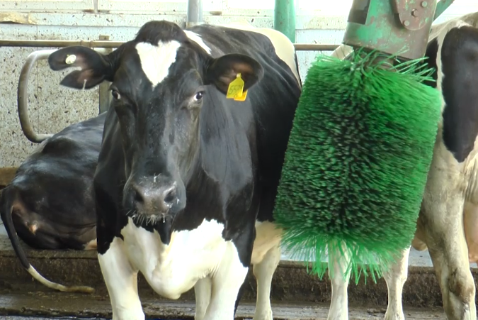 В Высокогорском районе в агрофирме «Татарстан» коровы три раза в день принимают душ