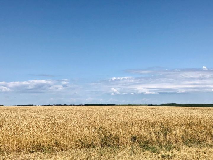 "Грохот комбайнов и запах зерновых": в Высокогорском районе в разгаре уборочная кампания
