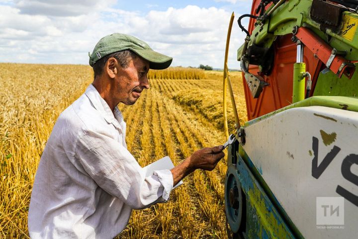 Марат Зяббаров: «Зерно немного щуплое, но урожай для республики все-таки собран хороший»