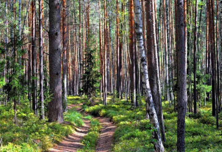 На особо охраняемых природных территориях Татарстана появились новые аншлаги