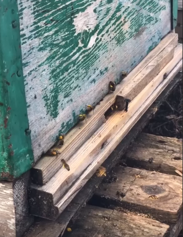 В Бирюлях прошло занятие для пчеловодов: "Если пчела села вам на руку, то она просто устала"