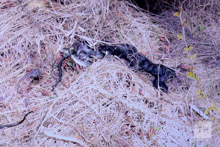 «Не распознал змею — считай ее ядовитой»: эксперты о безопасном отдыхе в лесах Татарстана
