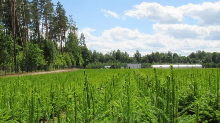 В 2022 году в Татарстане по нацпроекту «Экология» вырастят не менее 31 миллиона сеянцев
