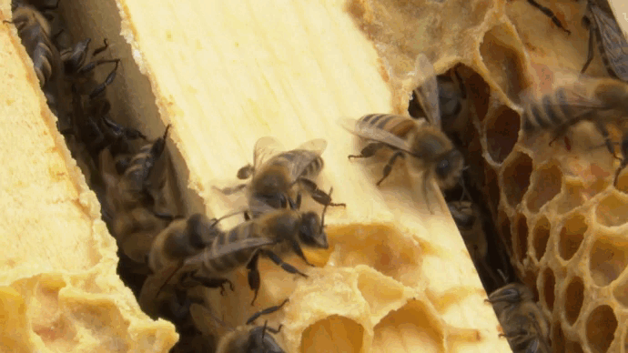 В Высокогорском районе зафиксировали массовый мор пчёл