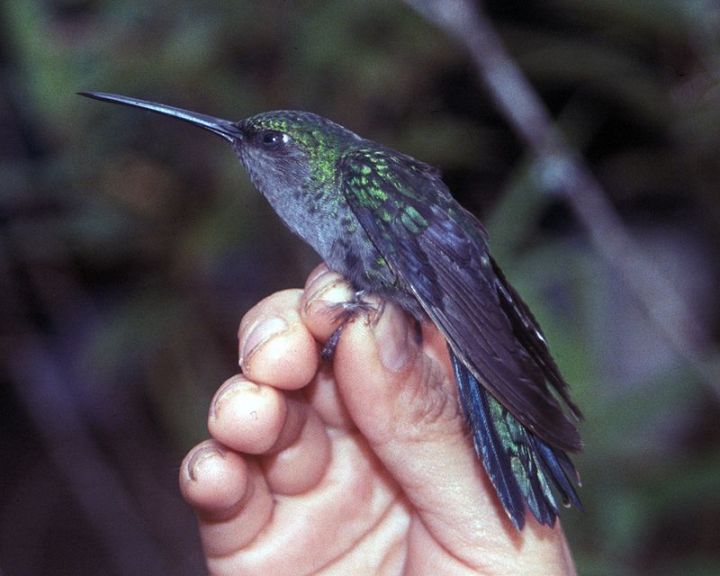 В Колумбии нашли колибри-саблекрыла, которого считали исчезнувшим