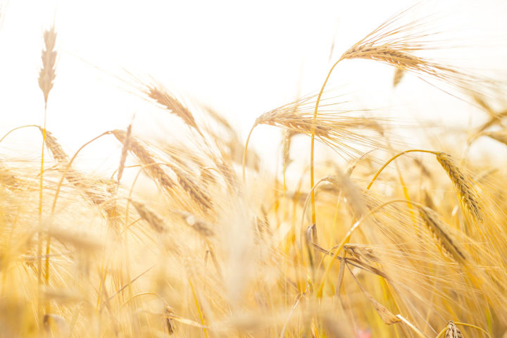В Татарстане собрано около миллиона тонн зерна