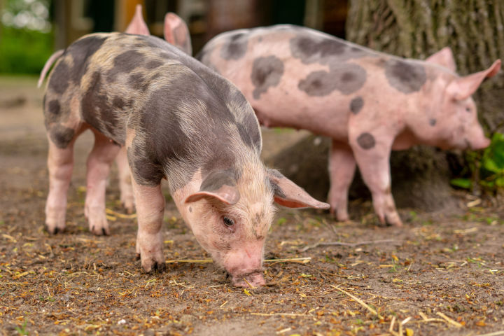 В Татарстане началось распространение африканской чумы свиней