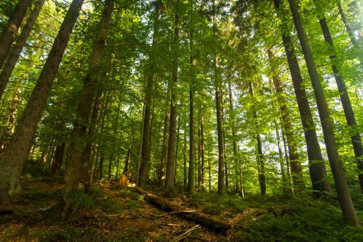89,5 млн рублей направил федеральный бюджет на восстановление лесов в Татарстане