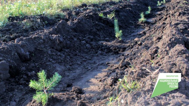 Минлесхоз РТ: в 2023 году в Татарстане по нацпроекту «Экология» проведут лесовосстановление на площади 3614 гектаров