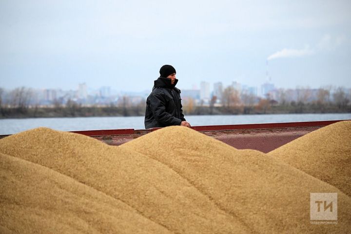 Цены на зерно начали стабилизироваться