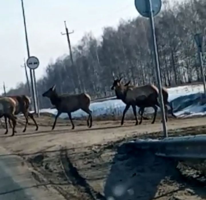 У Чепчугов были замечены маралы