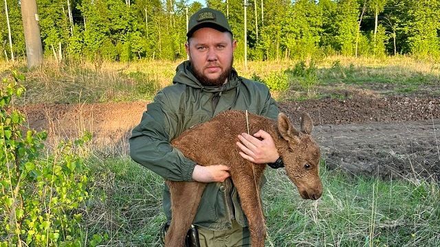 В Республике Татарстан спасли угодившего в яму лосенка