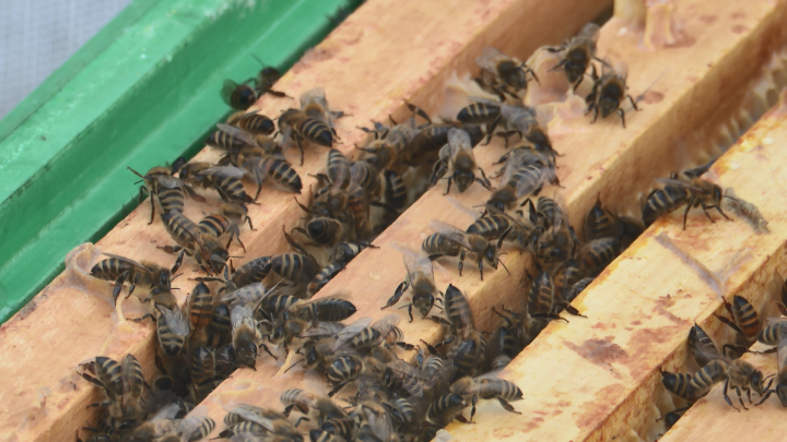 В Татарстане ограничили завоз пчёл с юга из-за нового вида клеща